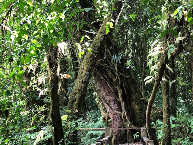 Giants Of The Cloud Forest - Ang Ka Luang Nature Trail –