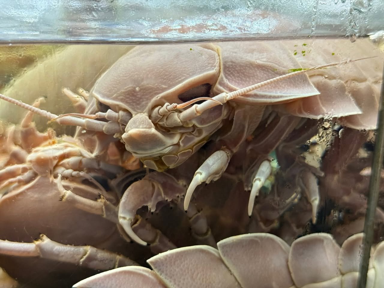 Bọ biển, the giant isopod.