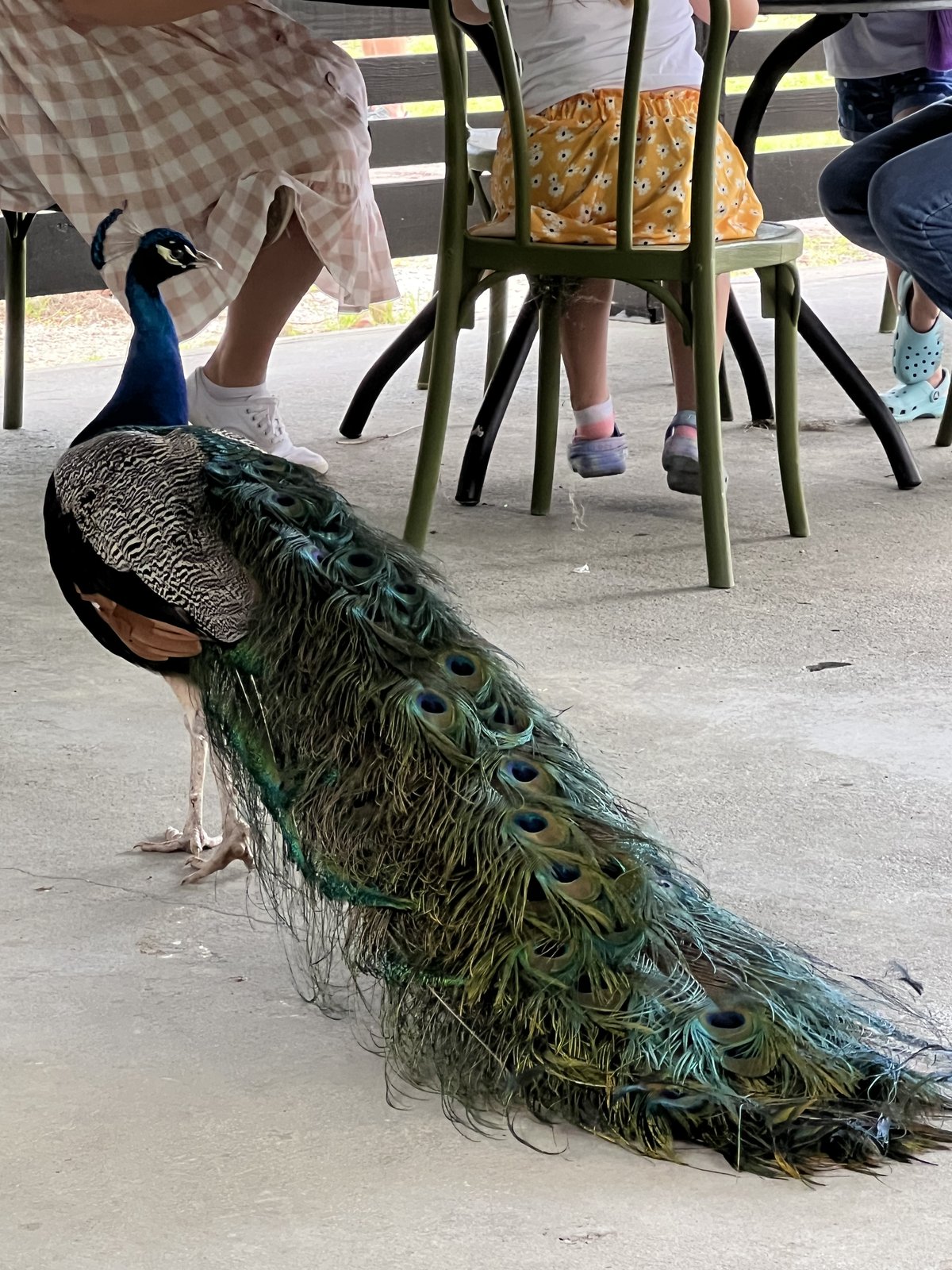 A peacock making his rounds at the café.