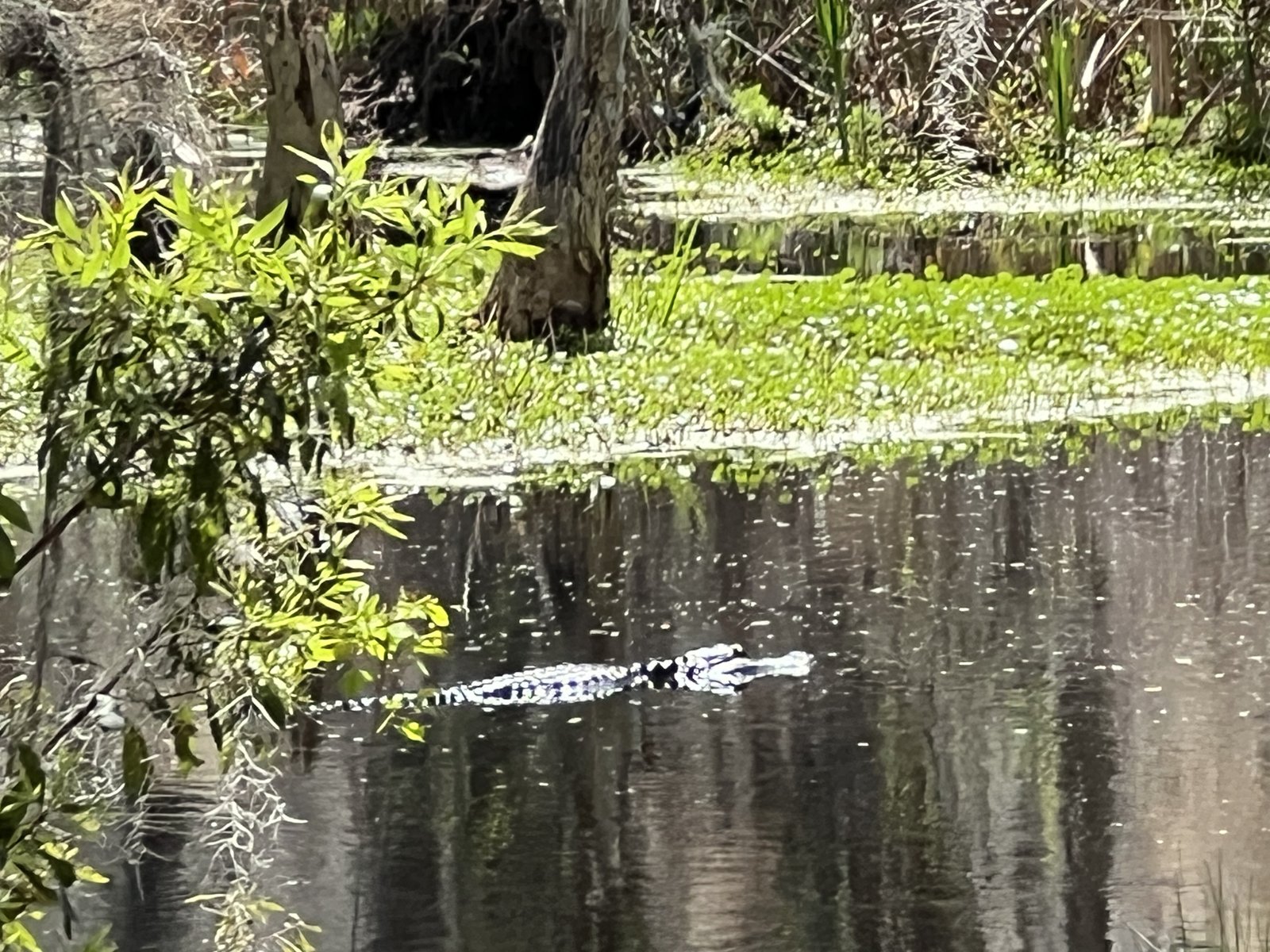 An alligator swimming in the dark water beside the tram road.