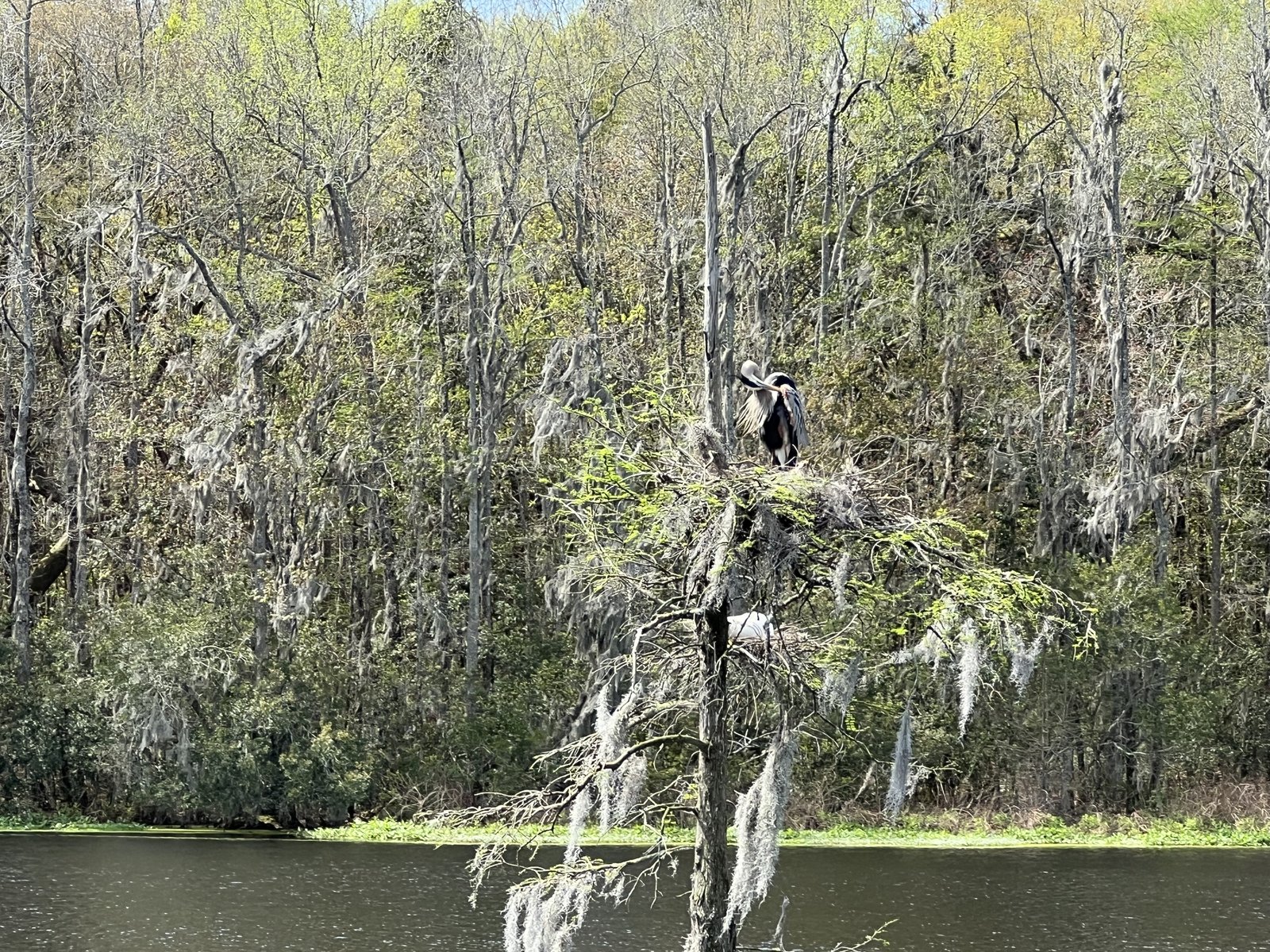 Nesting herons with babies.