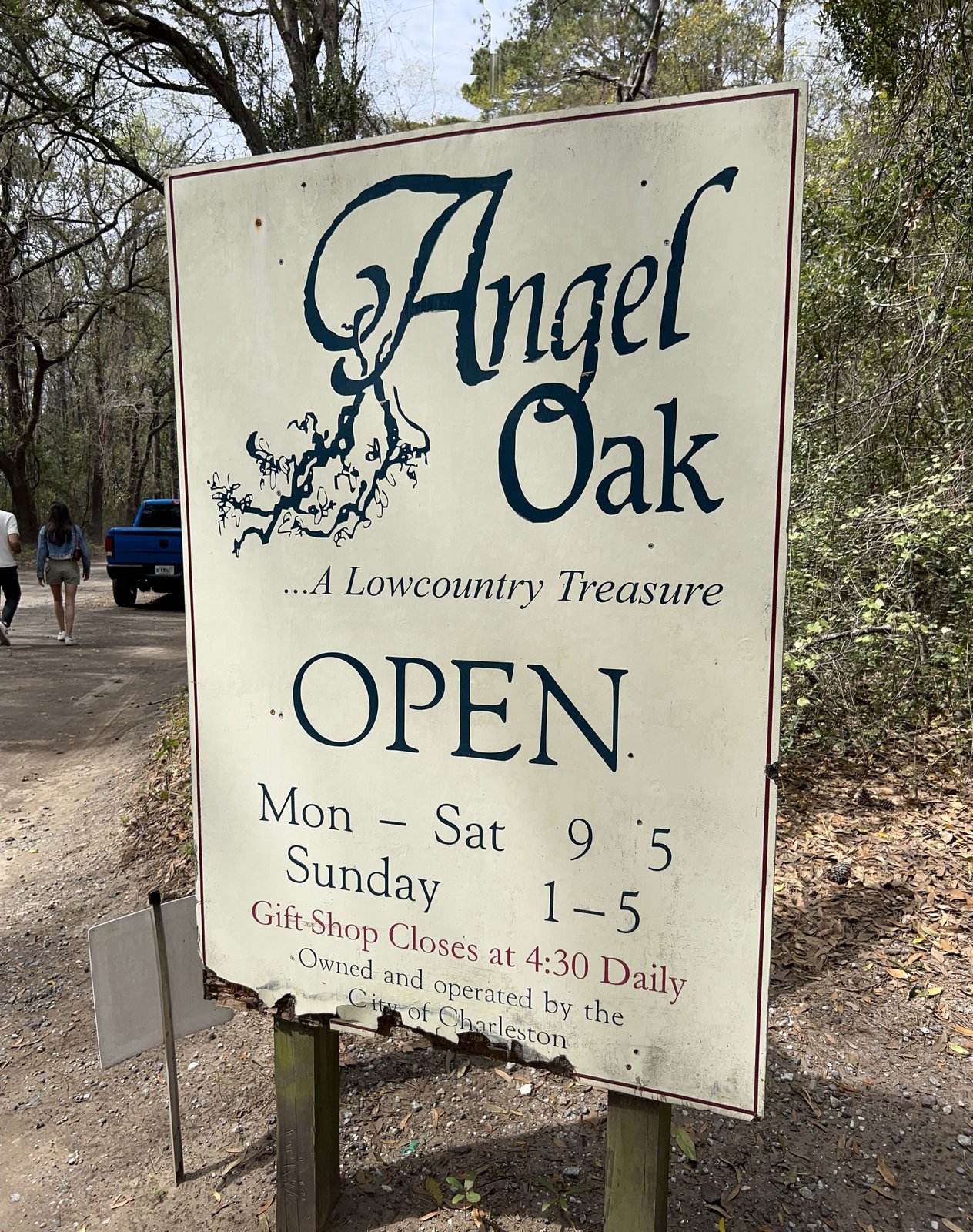 The Angel Oak, a Lowcountry treasure.