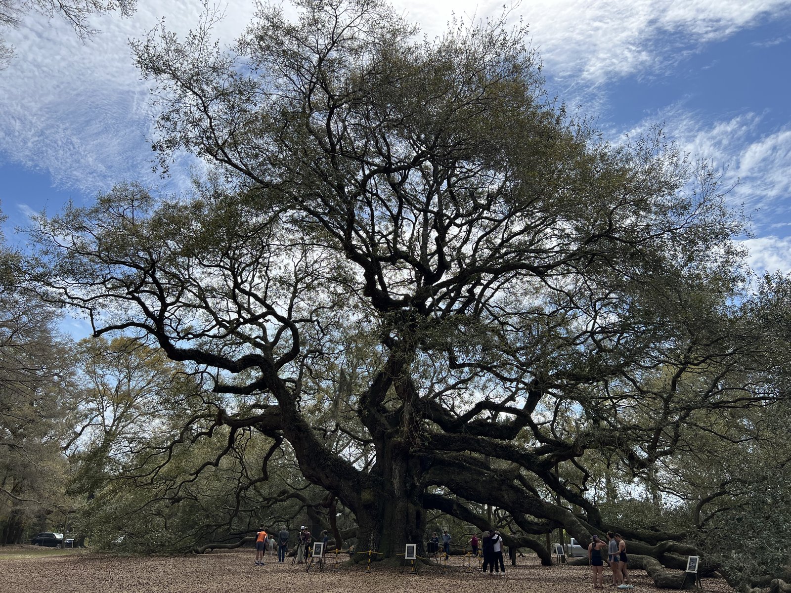 The Angel Oak.