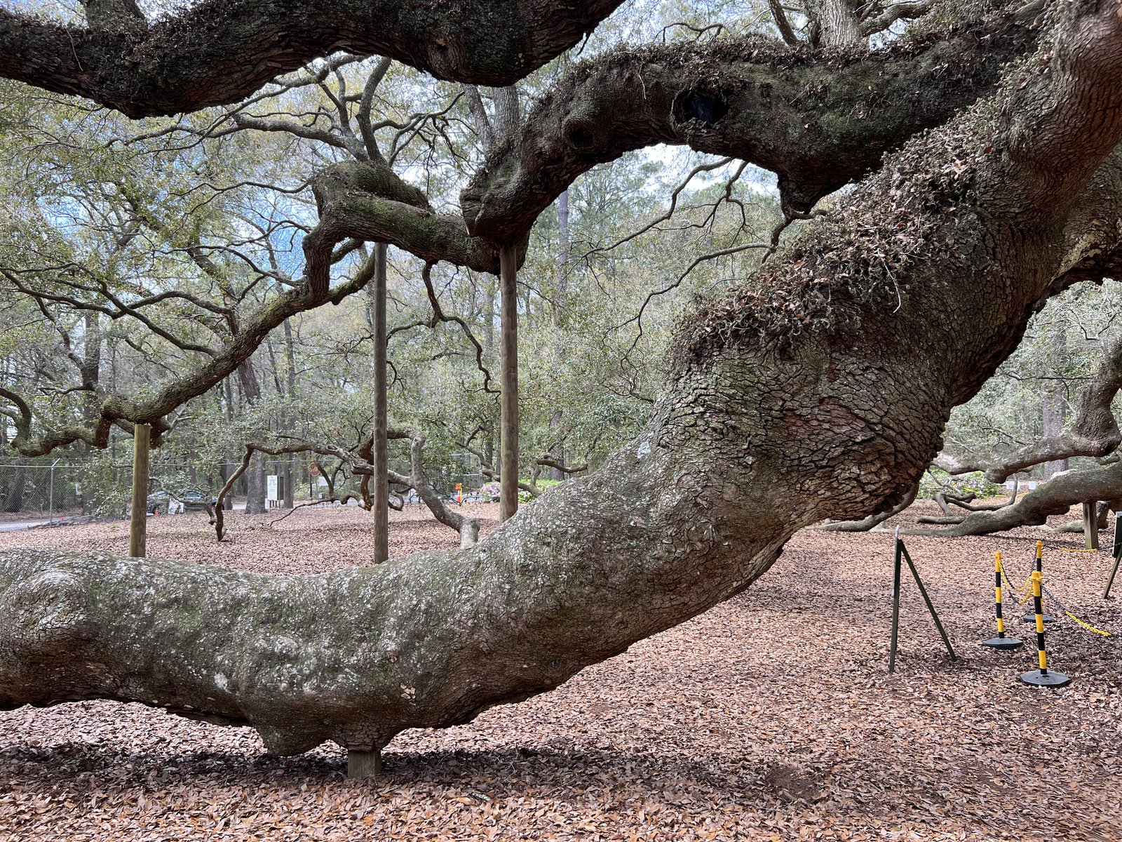 One of the Angel Oak's limbs, resting on the ground.