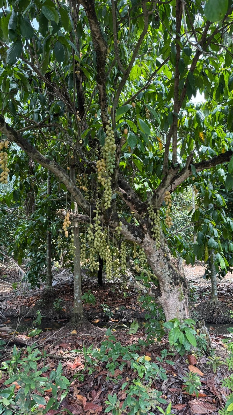 Fruit growing right off the trunk.