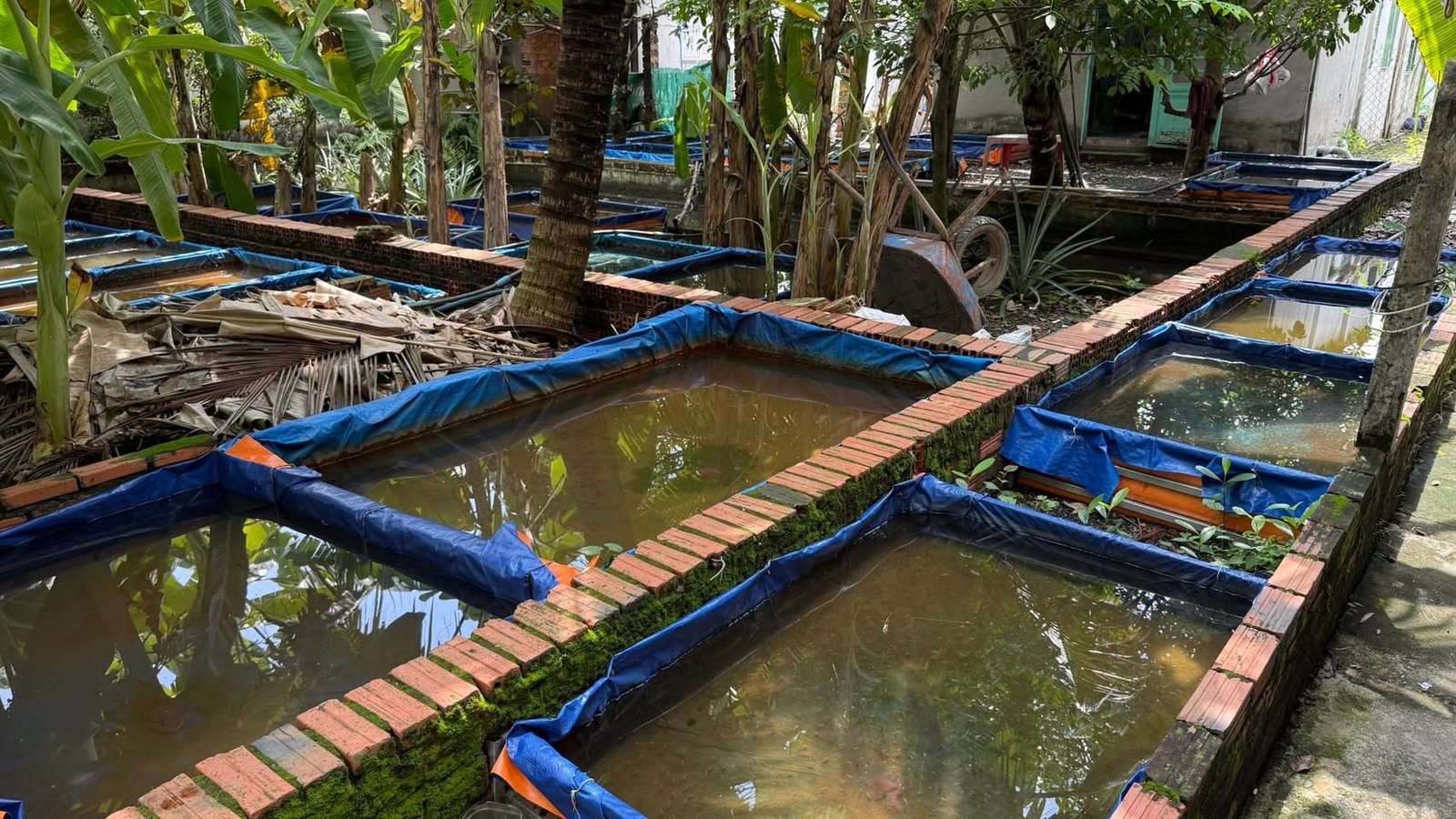 The aquaculture operation, between the houses.