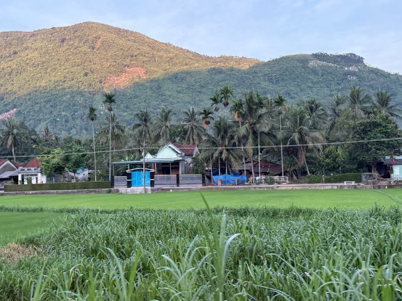Rice, palms and mountains on the road out of An Lão.